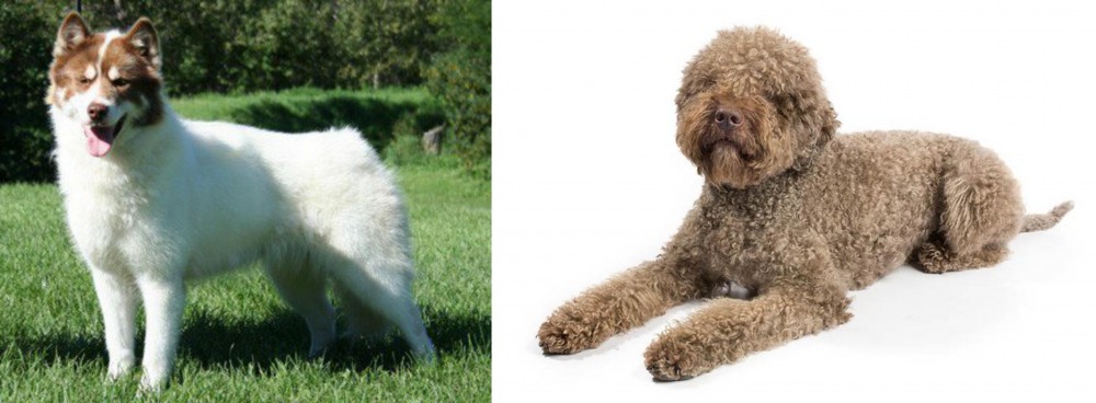 Lagotto Romagnolo vs Canadian Eskimo Dog - Breed Comparison