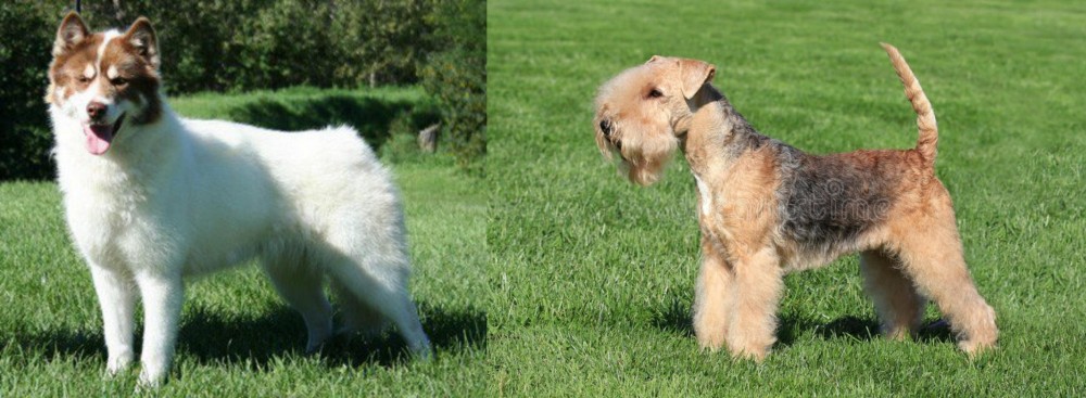 Lakeland Terrier vs Canadian Eskimo Dog - Breed Comparison