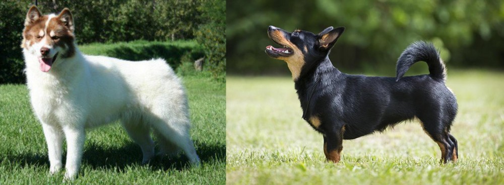 Lancashire Heeler vs Canadian Eskimo Dog - Breed Comparison