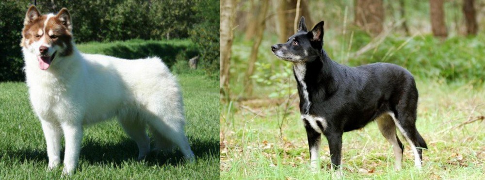 Lapponian Herder vs Canadian Eskimo Dog - Breed Comparison