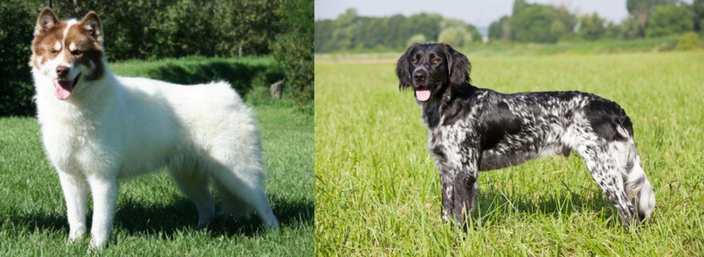 Large Munsterlander vs Canadian Eskimo Dog - Breed Comparison