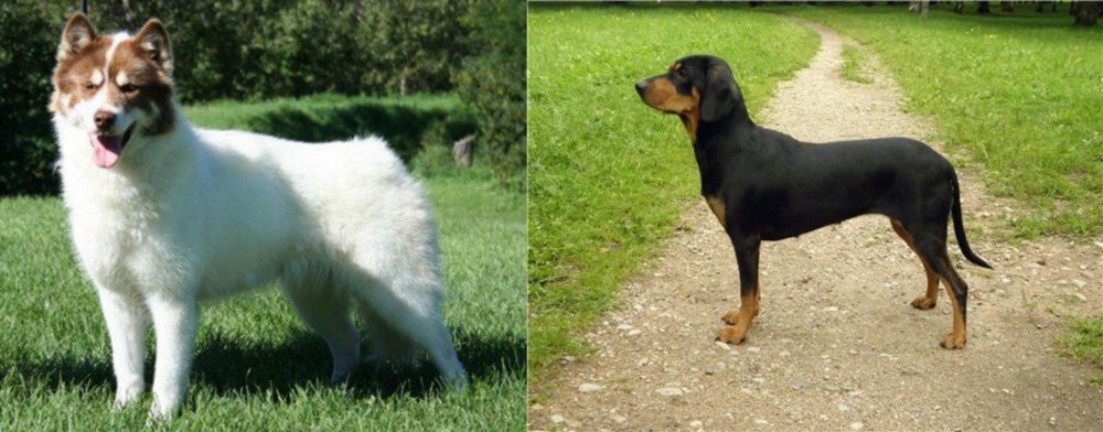 Latvian Hound vs Canadian Eskimo Dog - Breed Comparison