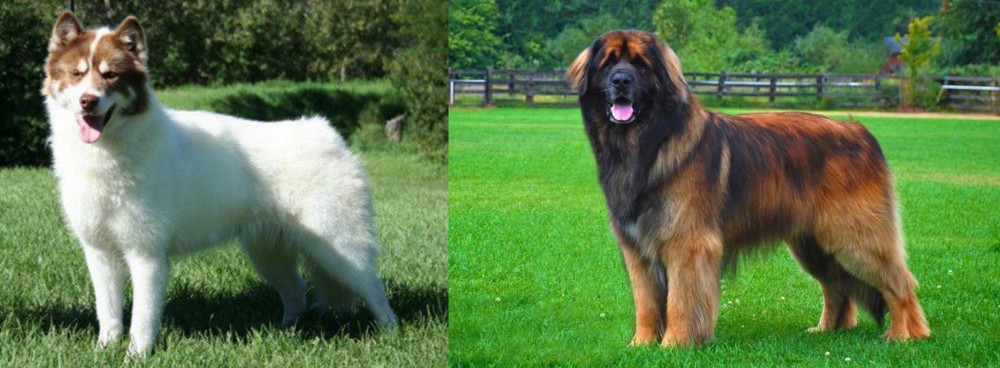 Leonberger vs Canadian Eskimo Dog - Breed Comparison