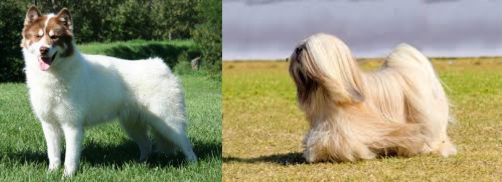 Lhasa Apso vs Canadian Eskimo Dog - Breed Comparison