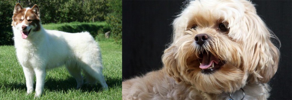 Lhasapoo vs Canadian Eskimo Dog - Breed Comparison