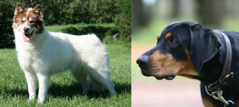 Lithuanian Hound vs Canadian Eskimo Dog - Breed Comparison
