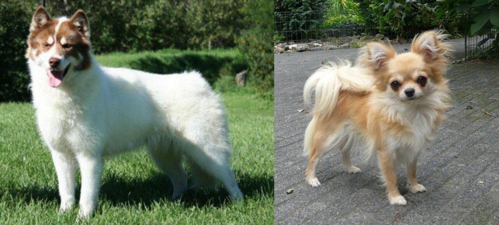 Long Haired Chihuahua vs Canadian Eskimo Dog - Breed Comparison