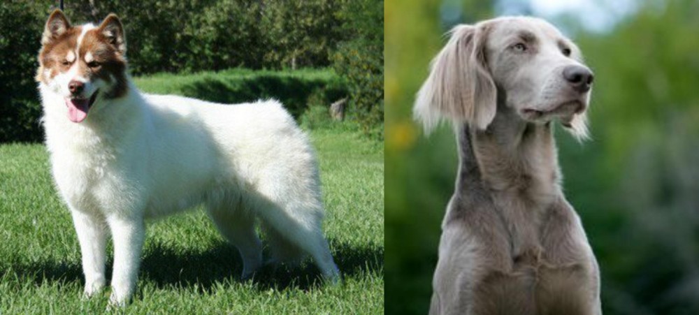 Longhaired Weimaraner vs Canadian Eskimo Dog - Breed Comparison