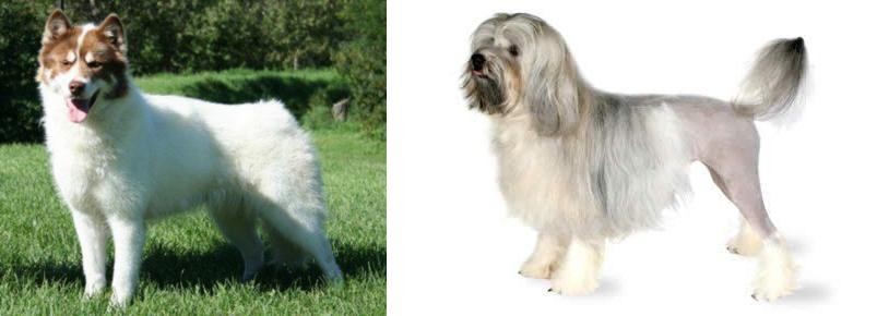 Lowchen vs Canadian Eskimo Dog - Breed Comparison