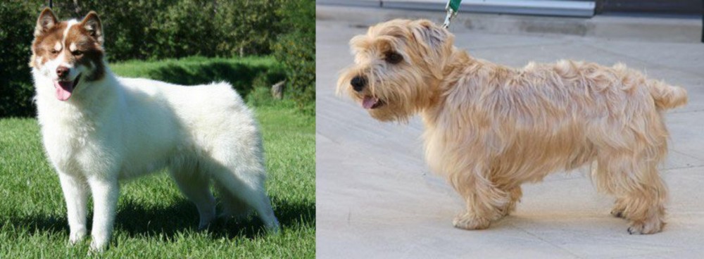 Lucas Terrier vs Canadian Eskimo Dog - Breed Comparison