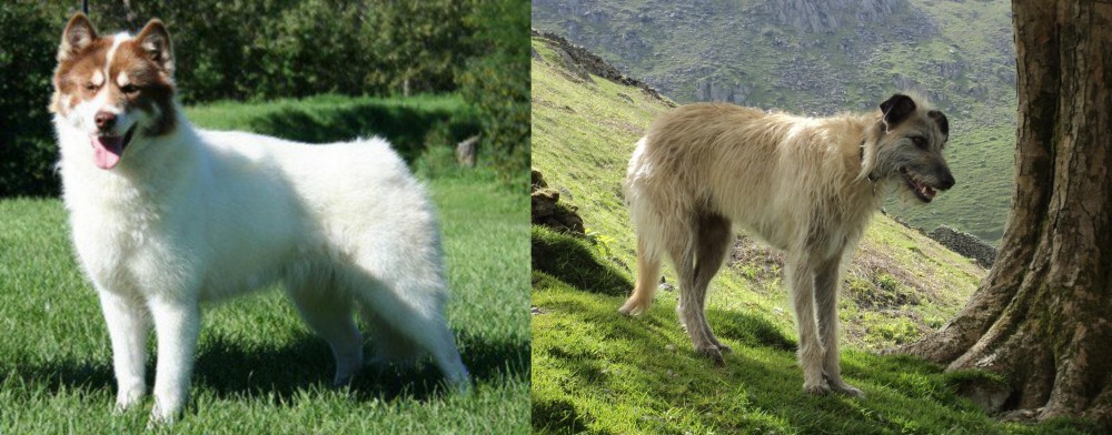Lurcher vs Canadian Eskimo Dog - Breed Comparison