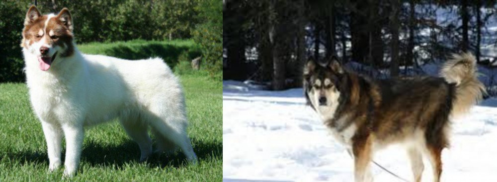 Mackenzie River Husky vs Canadian Eskimo Dog - Breed Comparison