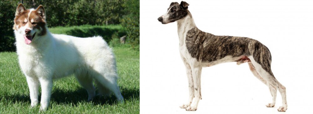 Magyar Agar vs Canadian Eskimo Dog - Breed Comparison