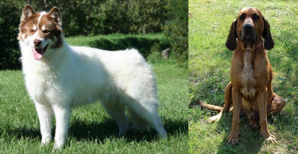 Majestic Tree Hound vs Canadian Eskimo Dog - Breed Comparison