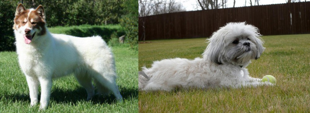 Mal-Shi vs Canadian Eskimo Dog - Breed Comparison
