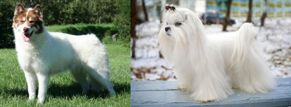 Maltese vs Canadian Eskimo Dog - Breed Comparison