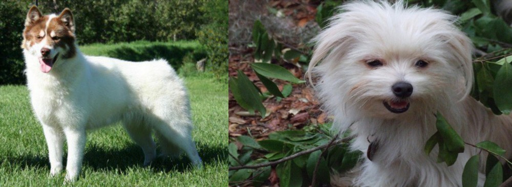 Malti-Pom vs Canadian Eskimo Dog - Breed Comparison