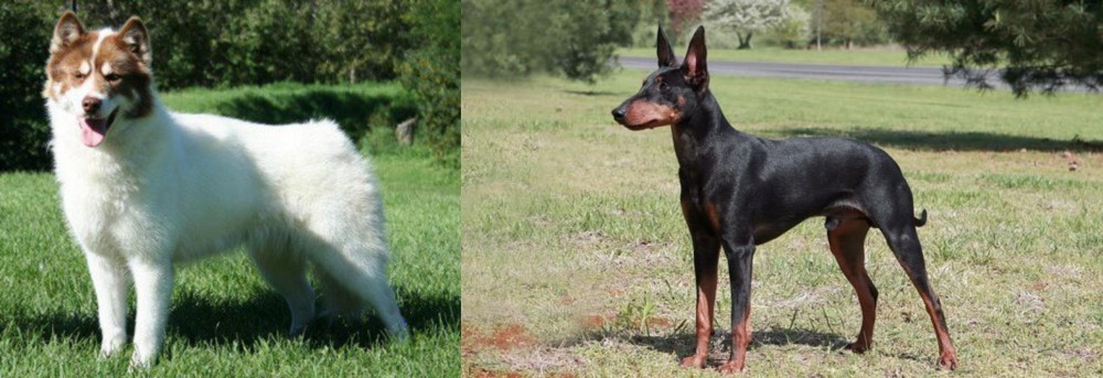 Manchester Terrier vs Canadian Eskimo Dog - Breed Comparison