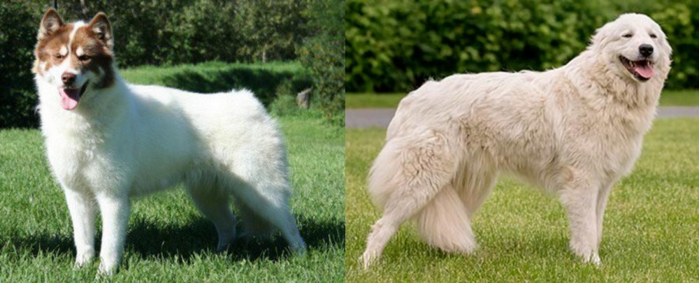 Maremma Sheepdog vs Canadian Eskimo Dog - Breed Comparison