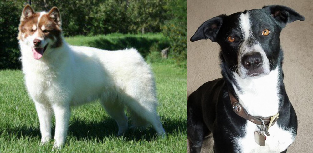 McNab vs Canadian Eskimo Dog - Breed Comparison
