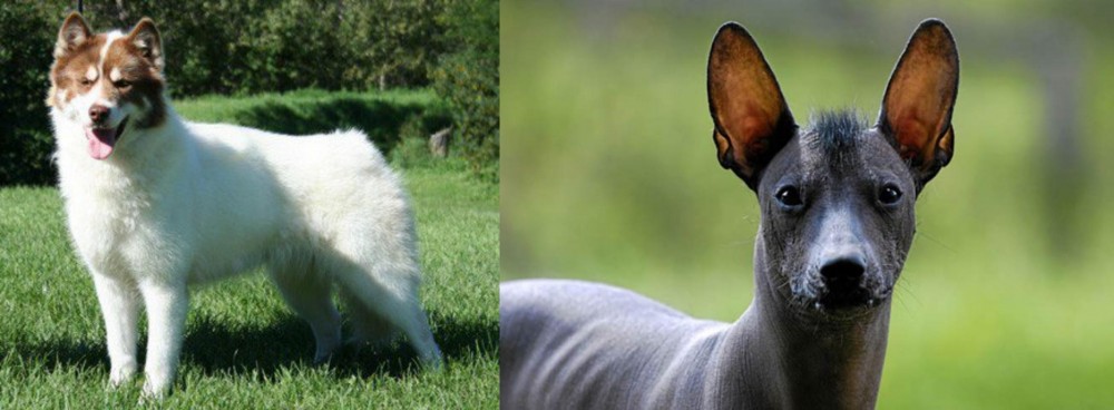 Mexican Hairless vs Canadian Eskimo Dog - Breed Comparison