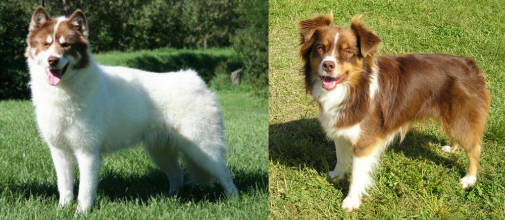 Miniature Australian Shepherd vs Canadian Eskimo Dog - Breed Comparison