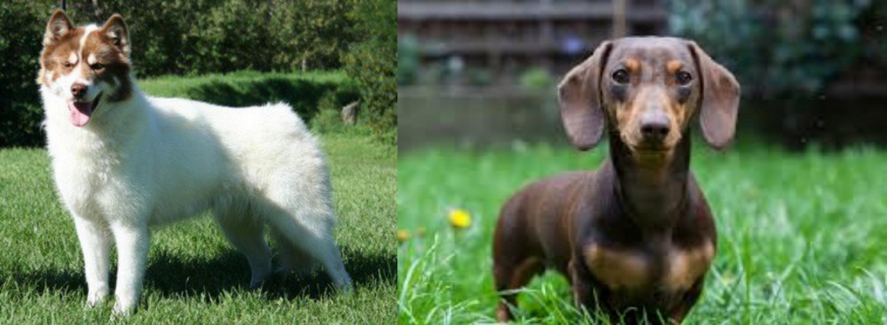 Miniature Dachshund vs Canadian Eskimo Dog - Breed Comparison