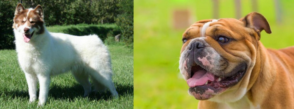 Miniature English Bulldog vs Canadian Eskimo Dog - Breed Comparison