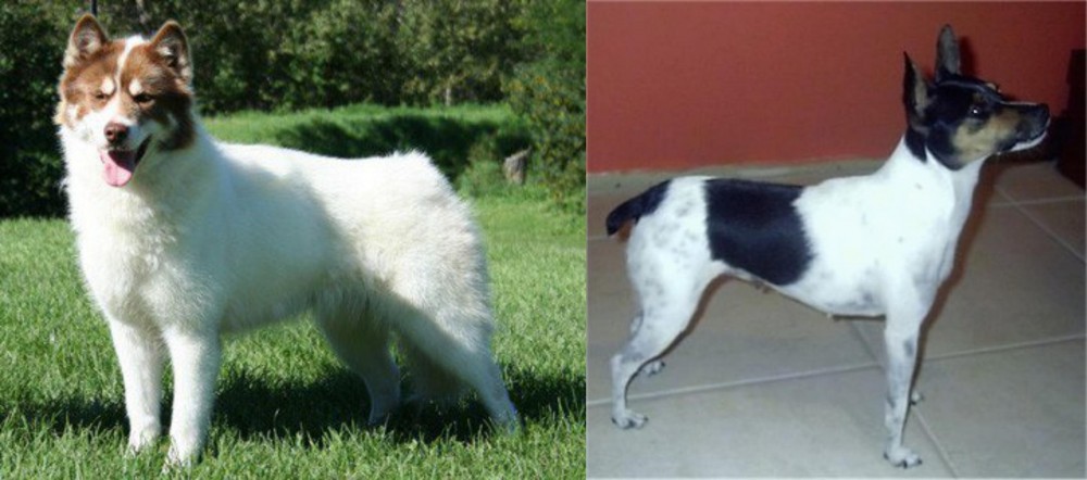 Miniature Fox Terrier vs Canadian Eskimo Dog - Breed Comparison