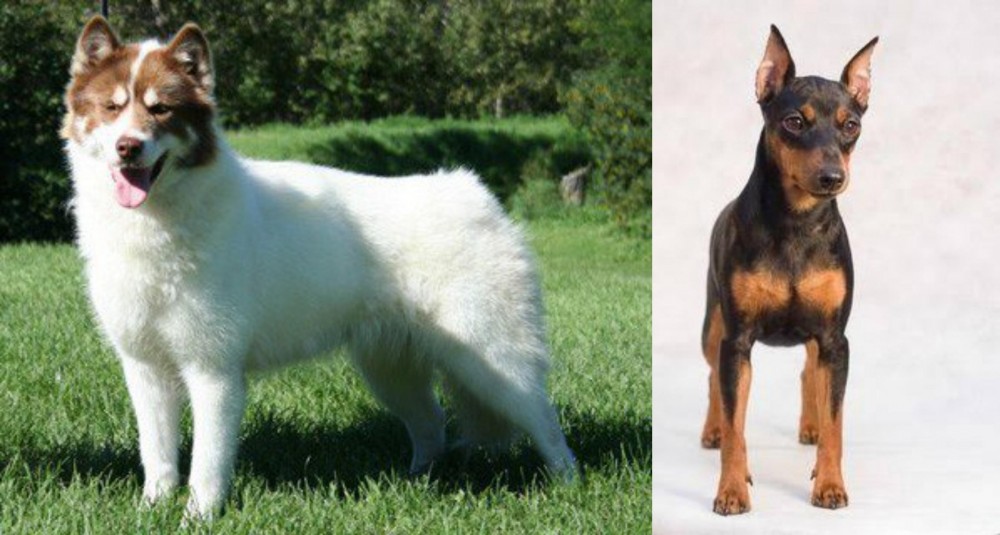 Miniature Pinscher vs Canadian Eskimo Dog - Breed Comparison