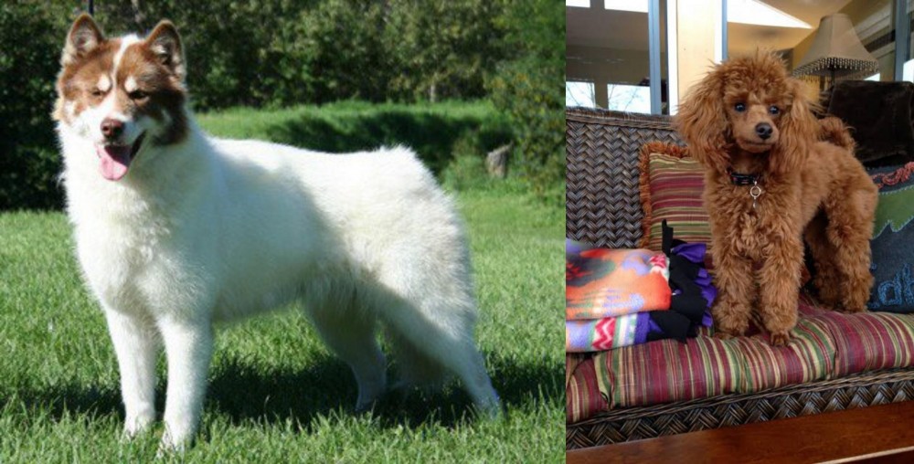 Miniature Poodle vs Canadian Eskimo Dog - Breed Comparison
