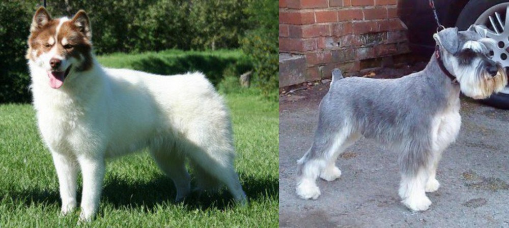 Miniature Schnauzer vs Canadian Eskimo Dog - Breed Comparison