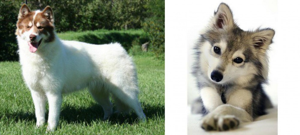 Miniature Siberian Husky vs Canadian Eskimo Dog - Breed Comparison
