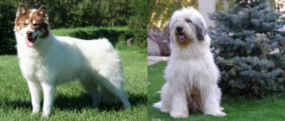 Mioritic Sheepdog vs Canadian Eskimo Dog - Breed Comparison