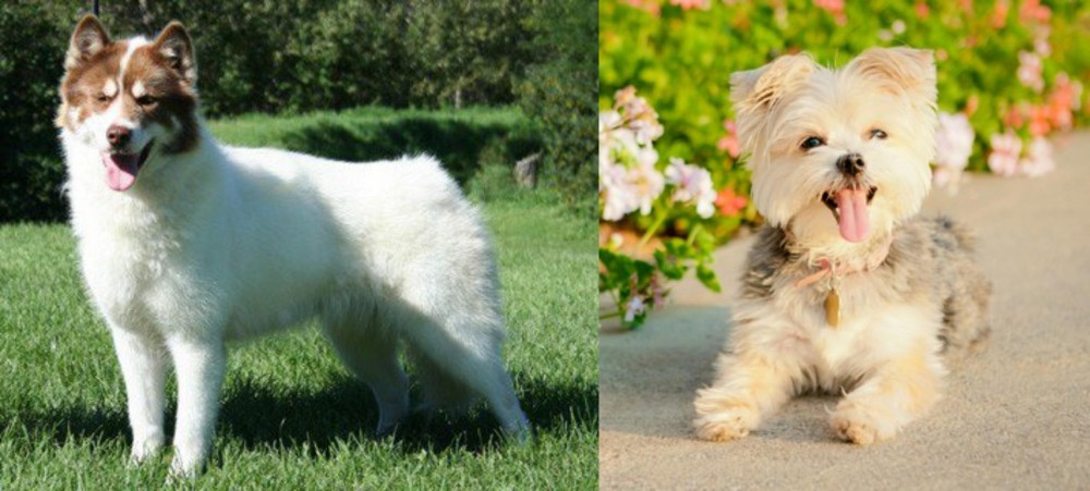 Morkie vs Canadian Eskimo Dog - Breed Comparison