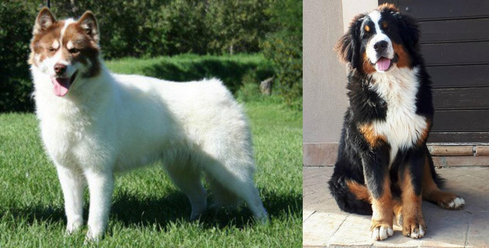 Mountain Burmese vs Canadian Eskimo Dog - Breed Comparison
