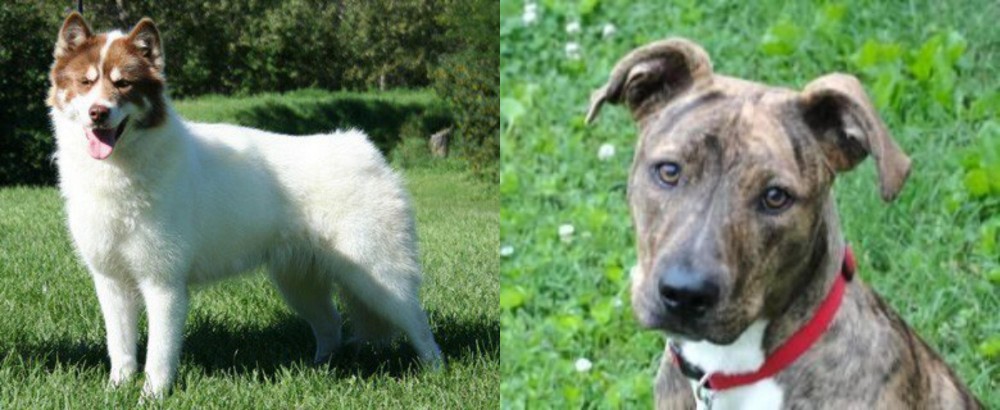 Mountain Cur vs Canadian Eskimo Dog - Breed Comparison