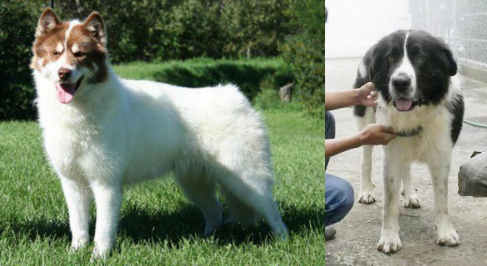 Mucuchies vs Canadian Eskimo Dog - Breed Comparison