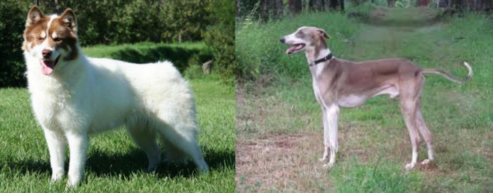 Mudhol Hound vs Canadian Eskimo Dog - Breed Comparison