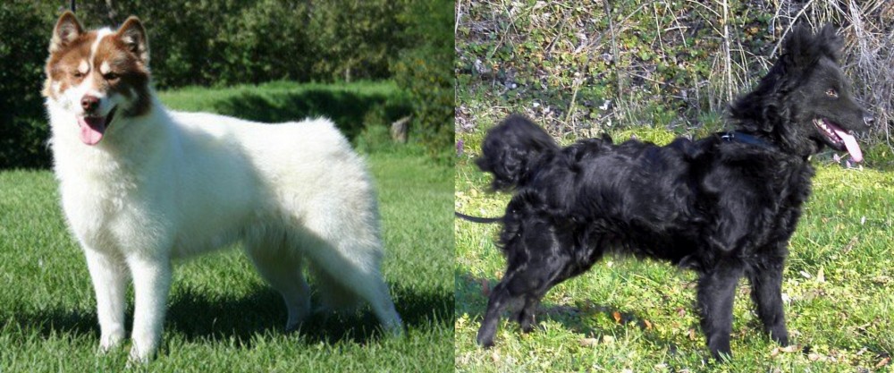 Mudi vs Canadian Eskimo Dog - Breed Comparison