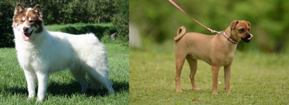 Muggin vs Canadian Eskimo Dog - Breed Comparison