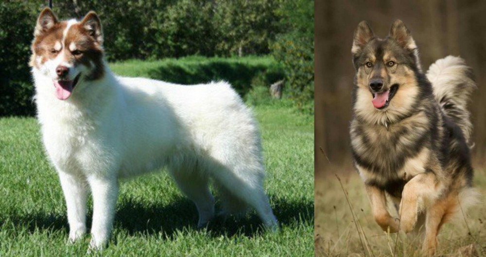 Native American Indian Dog vs Canadian Eskimo Dog - Breed Comparison