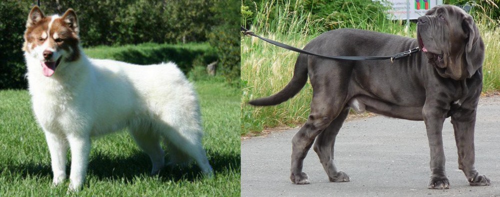 Neapolitan Mastiff vs Canadian Eskimo Dog - Breed Comparison
