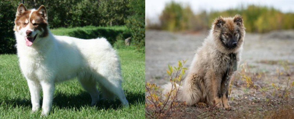 Nenets Herding Laika vs Canadian Eskimo Dog - Breed Comparison