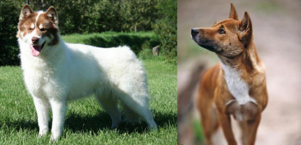 New Guinea Singing Dog vs Canadian Eskimo Dog - Breed Comparison