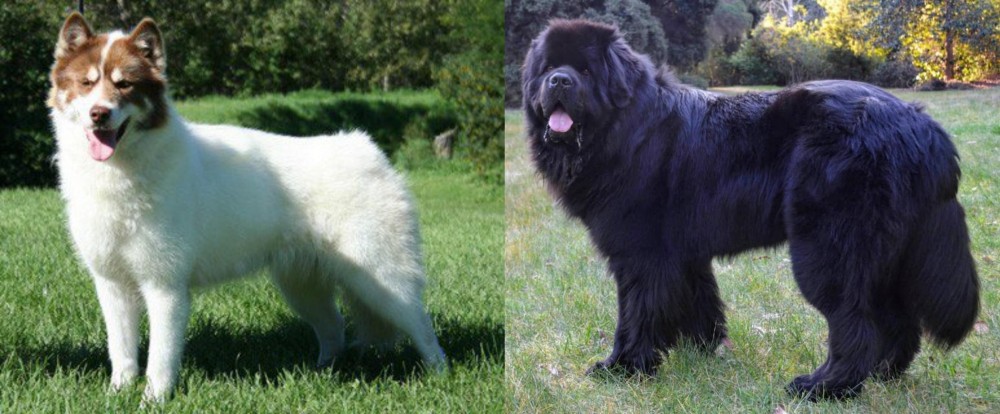Newfoundland Dog vs Canadian Eskimo Dog - Breed Comparison