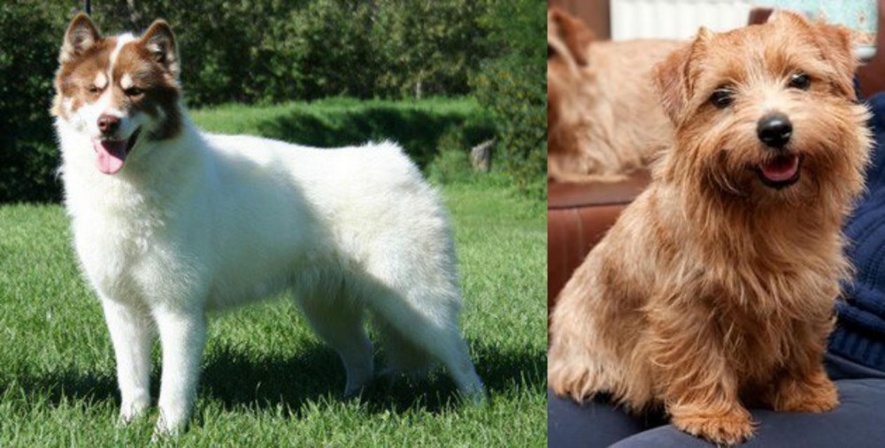 Norfolk Terrier vs Canadian Eskimo Dog - Breed Comparison