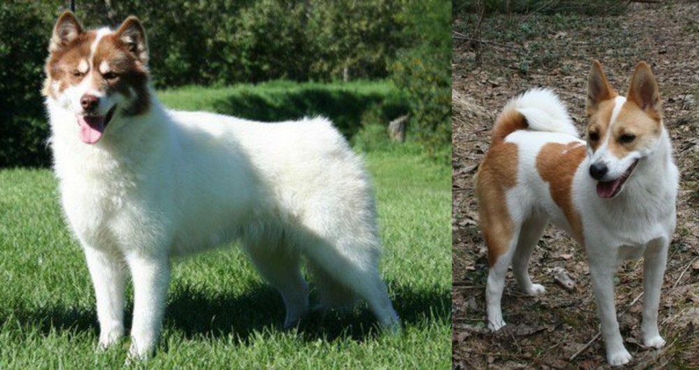 Norrbottenspets vs Canadian Eskimo Dog - Breed Comparison
