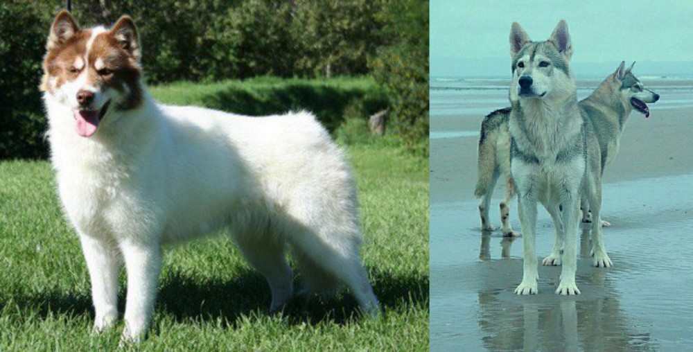 Northern Inuit Dog vs Canadian Eskimo Dog - Breed Comparison