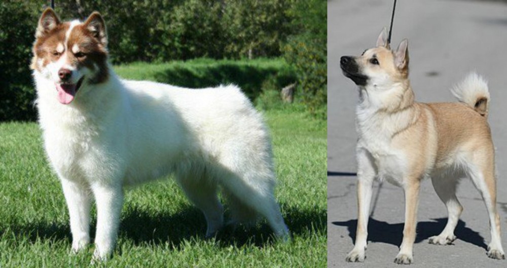 Norwegian Buhund vs Canadian Eskimo Dog - Breed Comparison